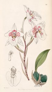 Rhynchostele cervantesii da Miss Drake